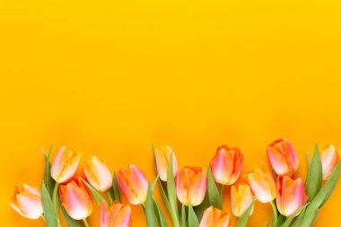 Sarı pasteller sarı arkaplanda renkli laleler.