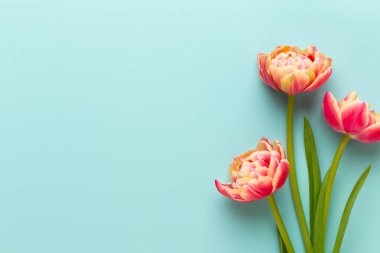 Bahar çiçekleri, pastel renkler zemin üzerine lale. Retro vintag