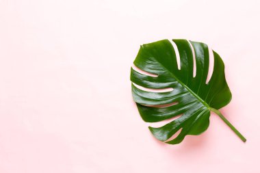 Tropikal orman üzerinde düz yüzeye peac yaprak, Monstera,