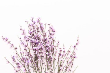 Çiçek kompozisyon. Pembe çiçekler pembe bir arka plan üzerinde. Paskalya, sp