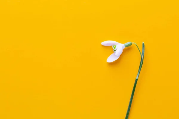 Frische Schneeglöckchen auf gelbem Hintergrund mit Platz für Text. Frühling — Stockfoto