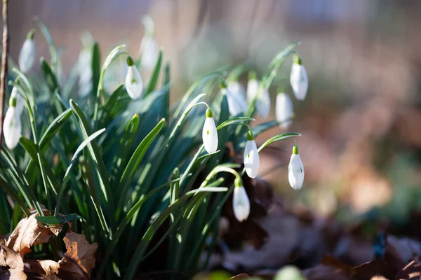 Sněženka Jarní květina je první květina na konci zimy — Stock fotografie