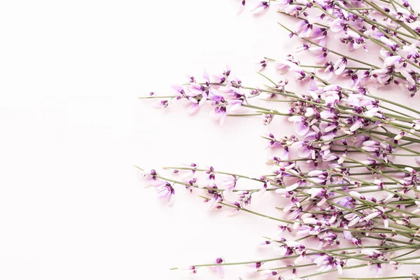 Composizione dei fiori. Fiori rosa su sfondo rosa. Pasqua, sp — Foto Stock