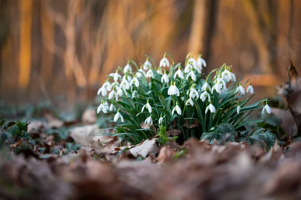 Spring flower snowdrop is the first flower in the end of winter