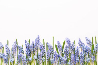 Mavi muscari çiçekler bahar. Muscari çiçek pembe pastel geri üzerinde
