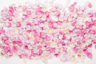 Beyaz arka planda pembe gül yaprakları. Düz yatış, üst görünüm