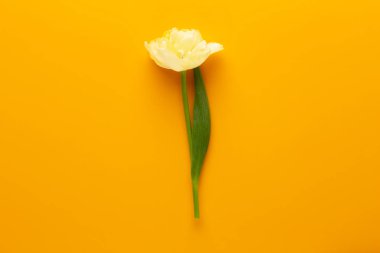 Pastel arka planda bahar çiçekleri laleleri. Retro vintage