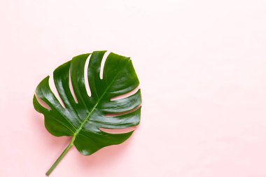 Tropikal orman üzerinde düz yüzeye peac yaprak, Monstera,