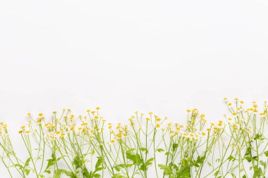 Papatya aromaterapi Tema, el yapımı kozmetik. metin için yer