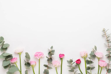 Beyaz bir arka plan üzerinde güzel renkli tipik çiçekler. Sprin