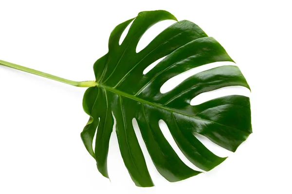 Folha tropical da selva, Monstera, descansando na superfície lisa, isolar — Fotografia de Stock