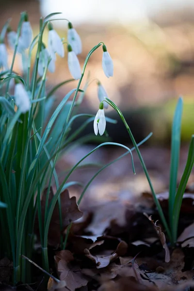 Spring flower snowdrop is the first flower in the end of winter
