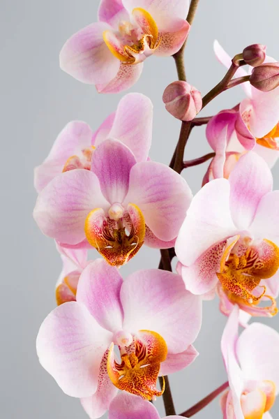Orquídea rosa sobre fondo gris . —  Fotos de Stock