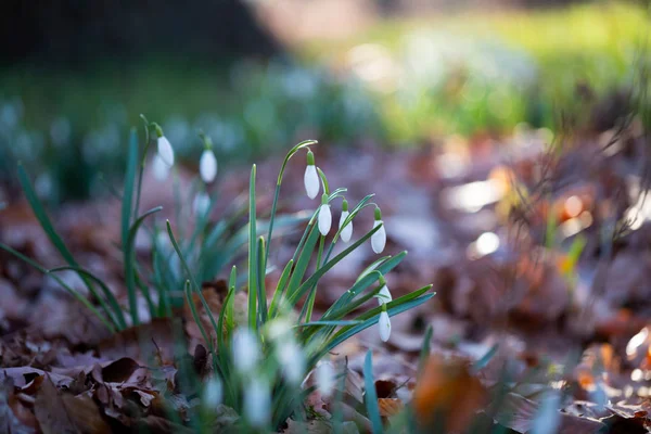 Spring flower snowdrop is the first flower in the end of winter