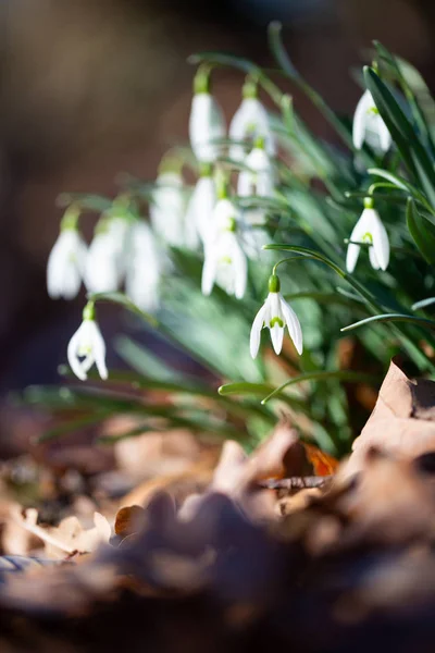 Сніг весняної квітки - перша квітка в кінці зими — стокове фото