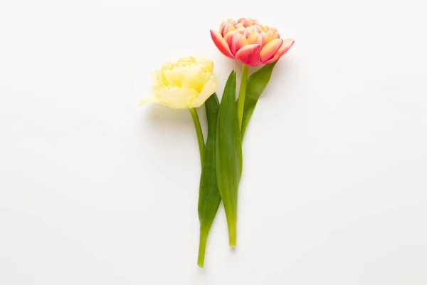 Flores de primavera, tulipanes sobre fondo de colores pastel. Vintag retro — Foto de Stock
