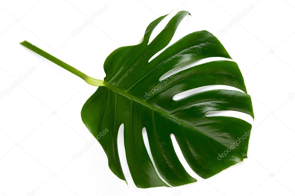 Tropical Jungle Leaf, Monstera, resting on flat surface, isolate