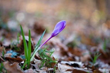  Bahar çiçek kardelen kış sonunda ilk çiçektir