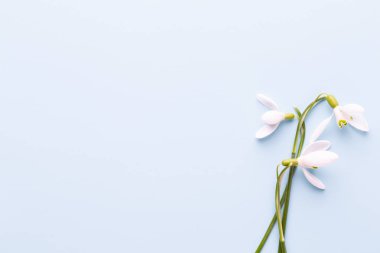 Taze kardelen metin için yer ile mavi arka plan üzerinde. Bahar g