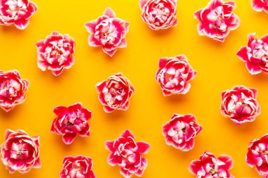 Pastel arka planda bahar çiçekleri laleleri. Retro vintage