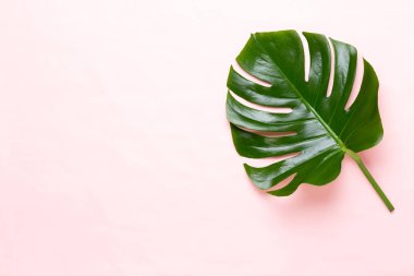 Tropikal orman üzerinde düz yüzeye peac yaprak, Monstera,