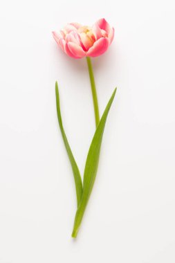 Bahar çiçekleri, pastel renkler zemin üzerine lale. Retro vintag