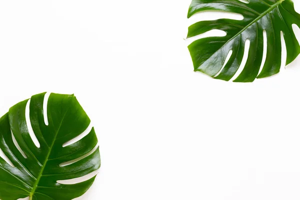 Tropikalnej dżungli liści, Monstera, spoczywa na płaskiej powierzchni, na Zielone Świątki — Zdjęcie stockowe