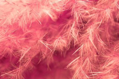 Yaşam mercan tüy arka plan. Stüdyo makro çekimi.