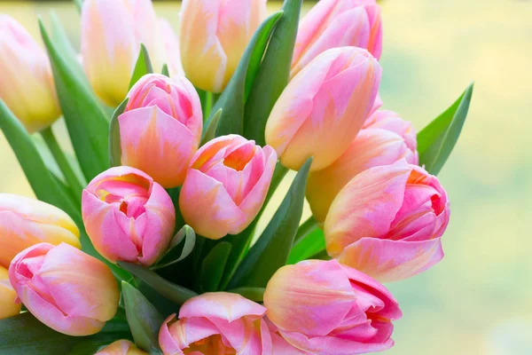 Spring flowers. Living coral tulip bouquet on the bokeh backgrou — Stock Photo, Image