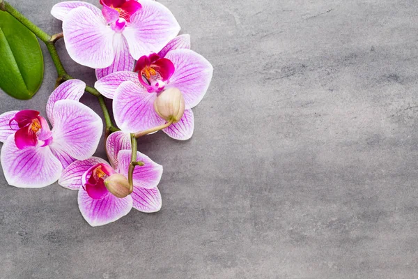 Szépség orchidea egy szürke háttér. Spa jelenet. — Stock Fotó