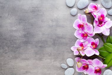 Güzellik gri bir arka plan üzerinde orkide. Spa sahne.