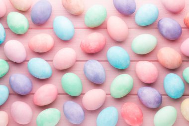 Beyaz arka plan üzerinde pembe pastel renkli Lale. Paskalya backgrou