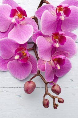 Pembe orkide çiçeği..