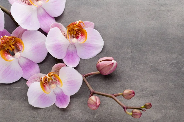 Spa oggetti a tema orchidea su sfondo grigio . — Foto Stock