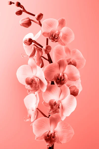 Orchidée rose sur le fond gris . — Photo