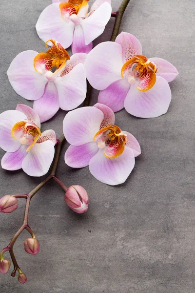 Spa oggetti a tema orchidea su sfondo grigio . — Foto Stock