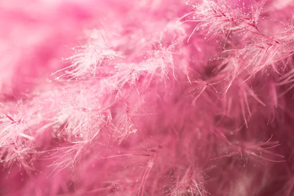 Plumes de corail vivant fond abstrait. Studio macro shoot . — Photo