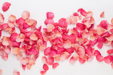 Sevgililer günü. Beyaz zemin üzerine gül çiçek yaprakları. Valent