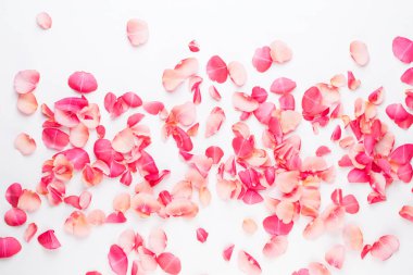 Sevgililer günü. Beyaz zemin üzerine gül çiçek yaprakları. Valent