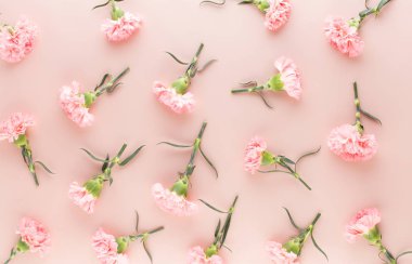 Pembe karanfil çiçek pastel arka plan üzerinde. Düz yatıyordu, en iyi görünümü,