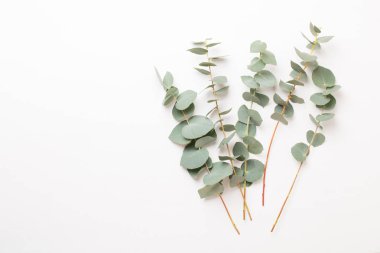 Çiçek ve eucaaliptus bileşimi. Desen çeşitli col yaptı