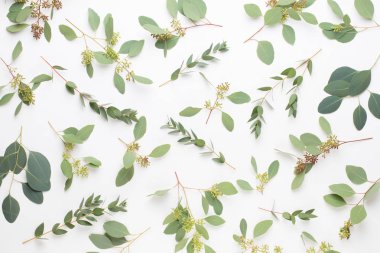 Çiçekler ve okaliptüs kompozisyon. Desen çeşitli colo yaptı