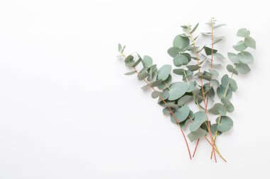 Çiçek ve eucaaliptus bileşimi. Desen çeşitli col yaptı