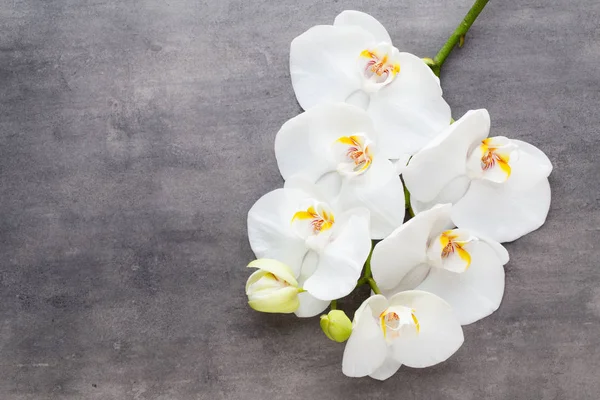 Szépség orchidea egy szürke háttér. Spa jelenet. — Stock Fotó