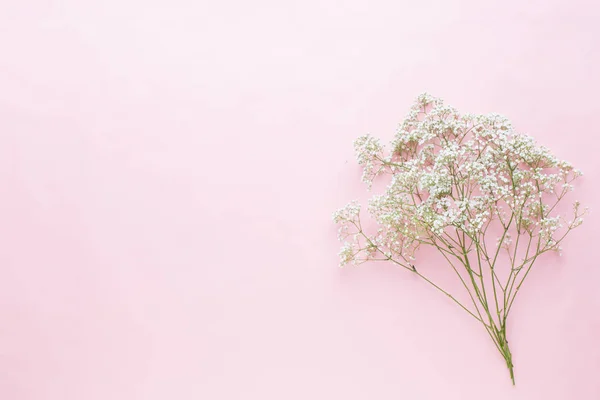 Composición de flores. Flores de gypsophila sobre fondo rosa pastel — Foto de Stock