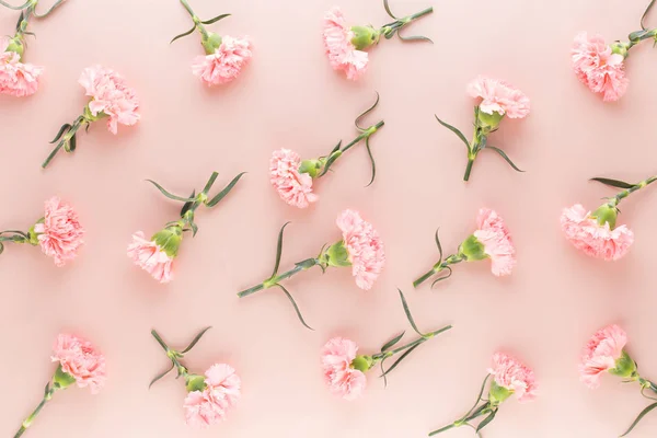 Flores de cravo rosa em fundo pastel. Deitado plano, vista superior , — Fotografia de Stock