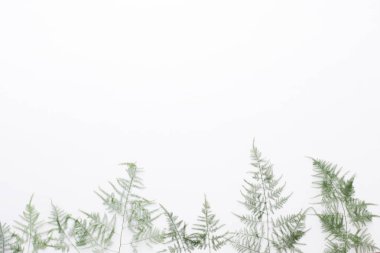 Çiçek ve eucaaliptus bileşimi. Desen çeşitli col yaptı