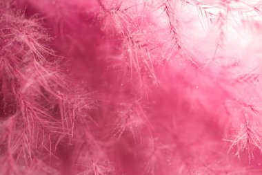 Yaşam mercan tüy arka plan. Stüdyo makro çekimi.