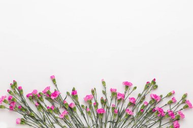 Beyaz arka plan üzerinde pembe karanfil çiçek. Düz yatıyordu, en iyi görünümü, 