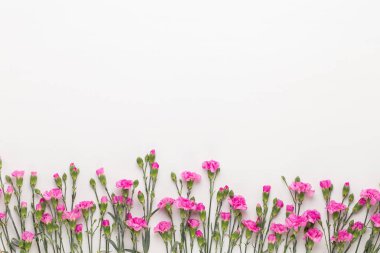Beyaz arka plan üzerinde pembe karanfil çiçek. Düz yatıyordu, en iyi görünümü, 